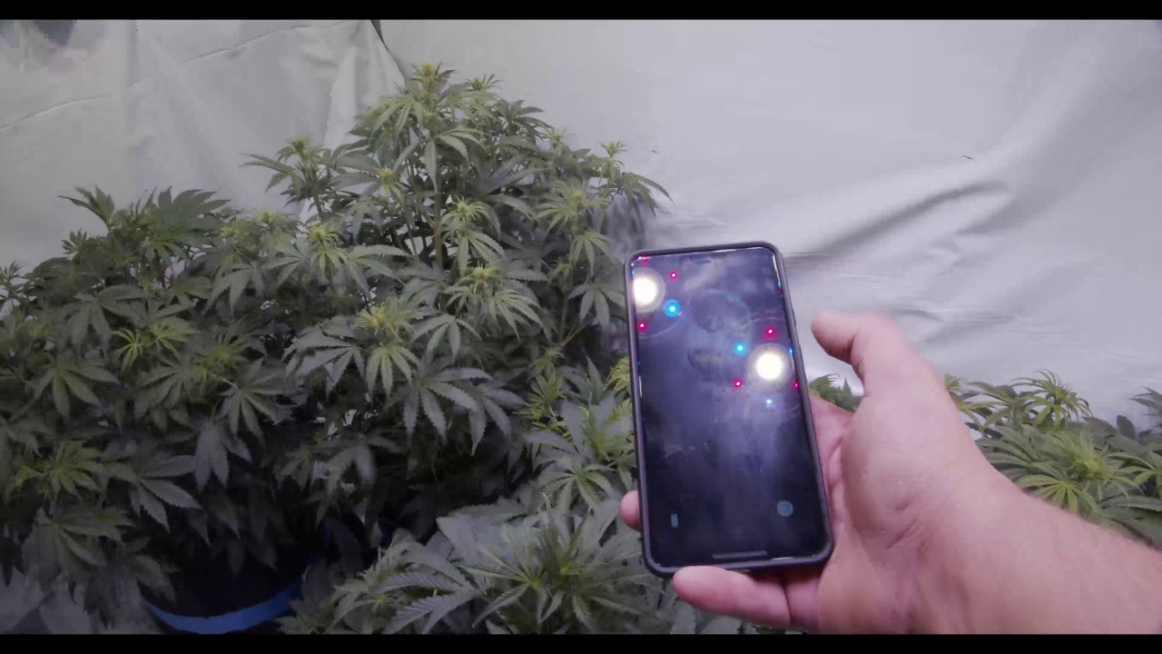 Auto Flowering Weekly Update 5