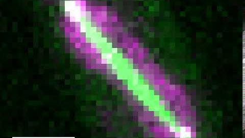 Anna Klemm  Laser ablation of the mitotic spindle in fission yeast