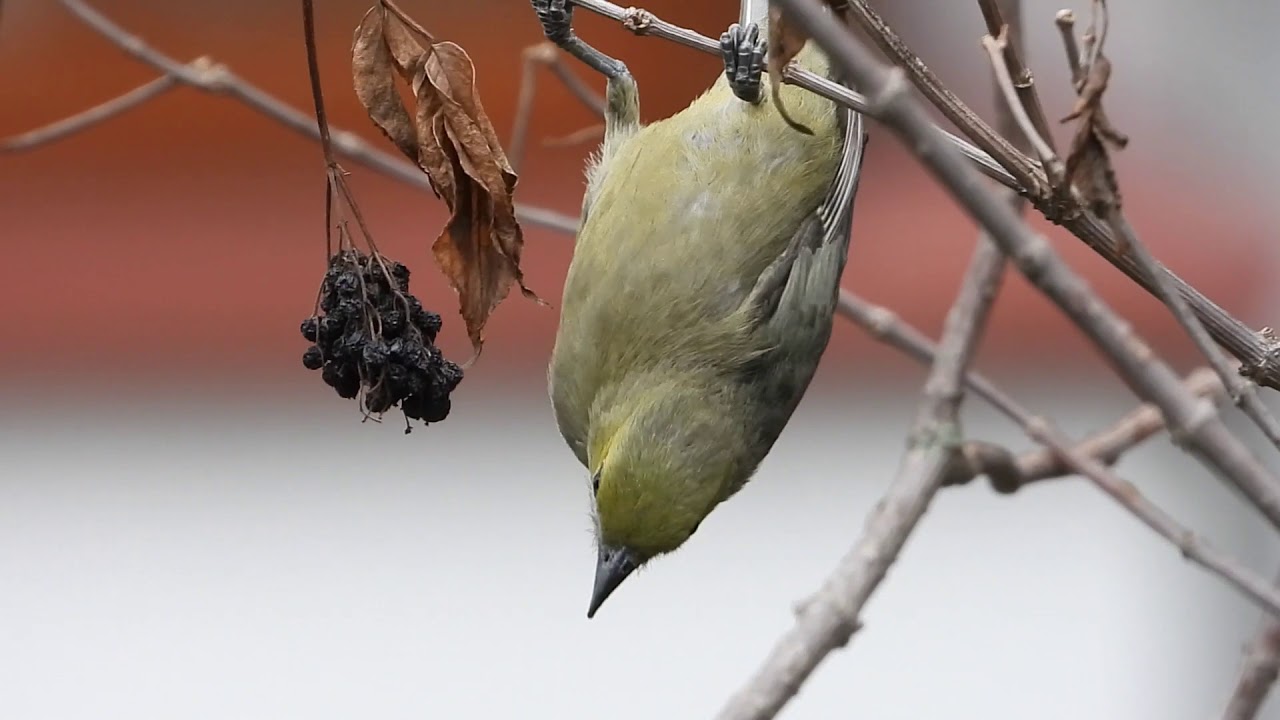 Tángara Palmera (Thraupis palmarum) comiendo frutos de sauco en el humedal Córdoba.
