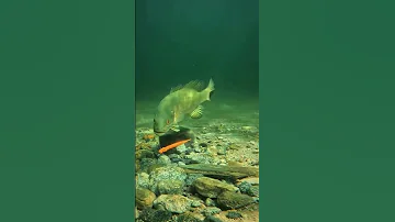 Https Vt Tiktok Com ZT6LYqSKY Page TikTokShop Fishing Fish Fishingvideo 