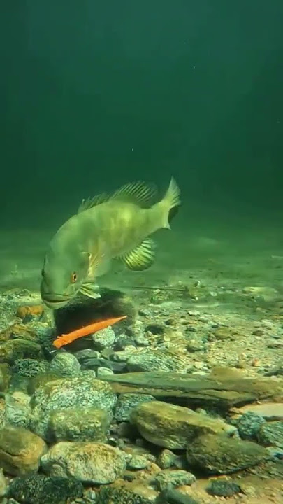 https://vt.tiktok.com/ZT6LYqSKY/?page=TikTokShop#fishing #fish #fishingvideo
