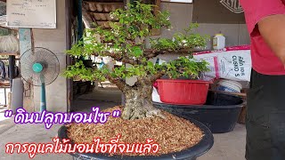 บอนไซ ?มาดูแนวทางวิธีการ เตรียมวัสดุปลูกไม้ที่จบแล้ว และไม้กำลังสร้าง ของ?สวนบอนไซบ้านมด จตุโชติ 10