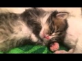 Sleeping kitten doing massage