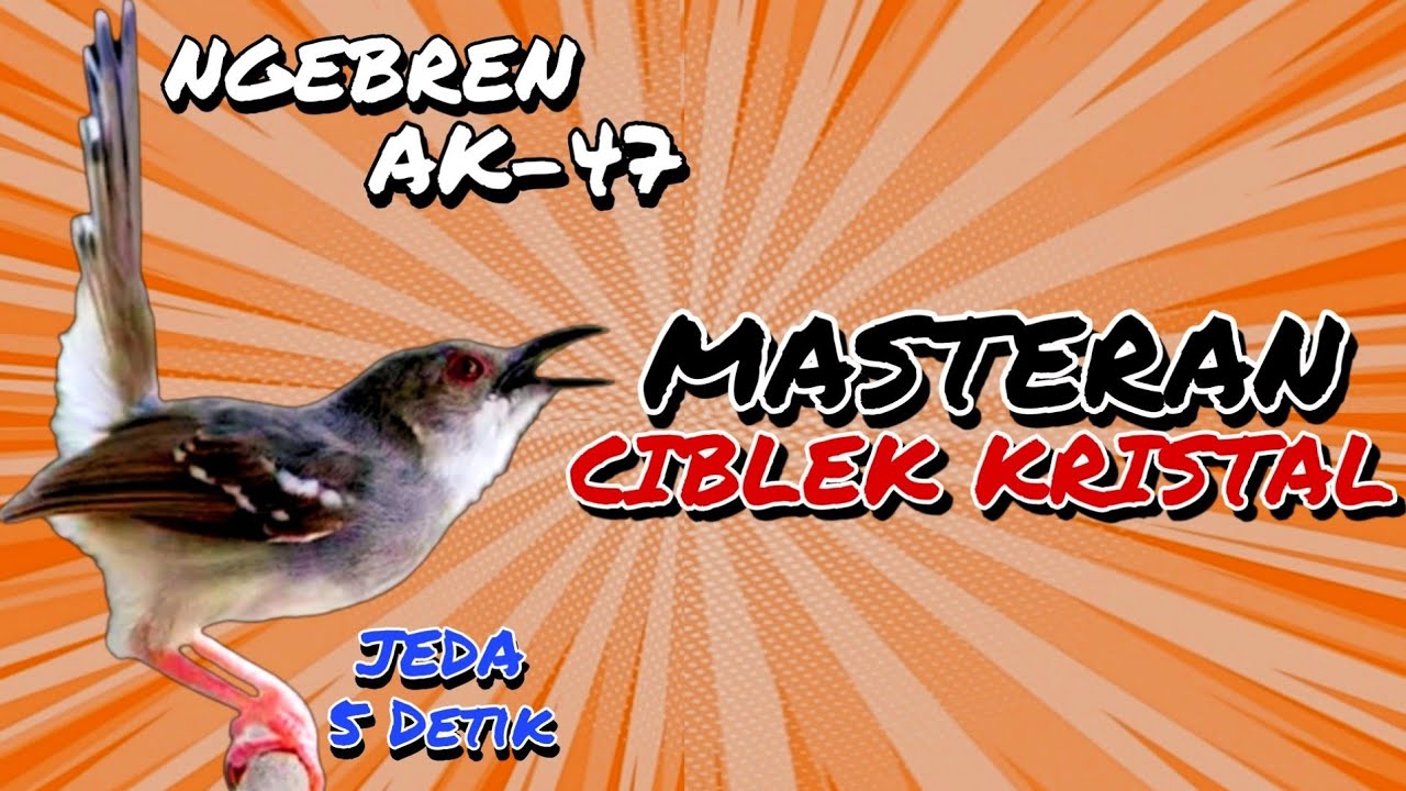 🔴Masteran Ciblek Kristal Gacor Jernih Ngebren AK-47 Cocok Untuk Latih Burung Lomba Anda?#suaraciblek