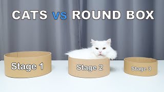 Cats vs Round Box (Nara vs Noah Box Challenge)