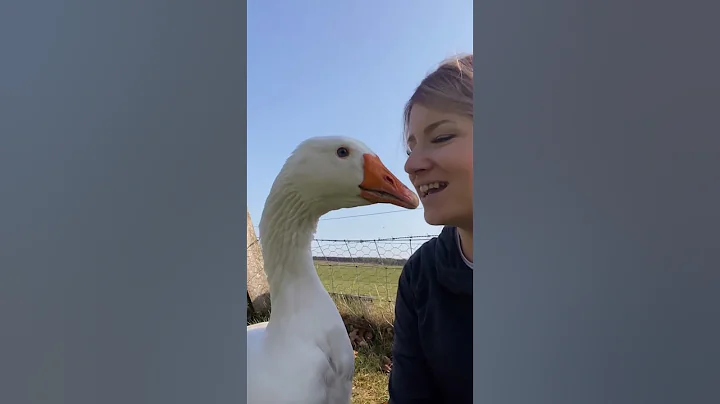 Goose Thinks Woman Is His Wife | The Dodo - DayDayNews