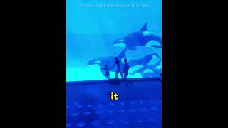 Orca Misbehaved Nonstop — It Was Trying To Say She’s Pregnant #shorts #Orca