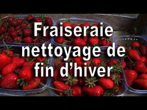 Vidéo: Hivernage des fraises : Comment nettoyer les bocaux de fraises d'hiver