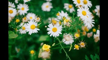 ماتيسر من سورة الزمر سيد النقشبندي- Holy Quran