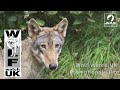 Wolf watch uk promotional film