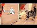 【悲報】鬼のお面をつけたら猫に気づいてもらえなかった…【節分】the reaction of my cat when I put on a demon mask