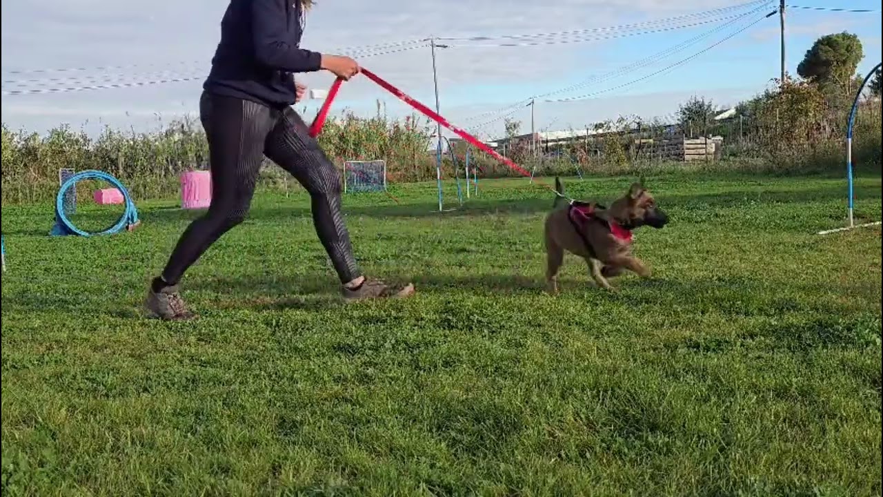 Arrow 2,5 mois ,préparatin ring en méthode positive