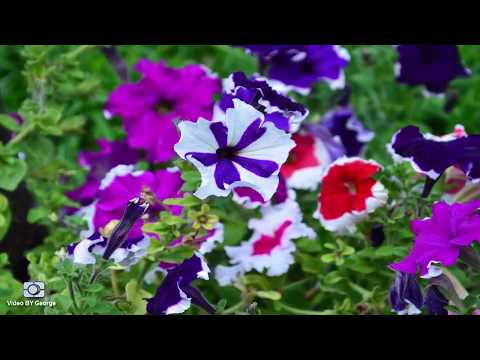 ბორჯომი 2017 | Borjomi 2017