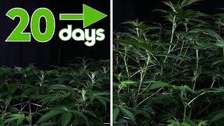 Cannabis Timelapse Bloom Cycle (Days 120)