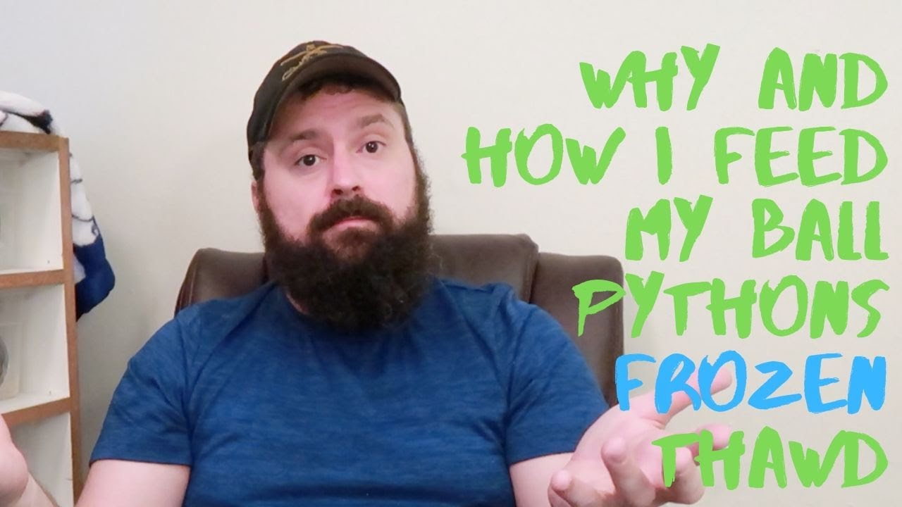 video phone beyonce mp3 Feeding Warning! Why and How I Feed My Ball Pythons Frozen Thawed Rodents