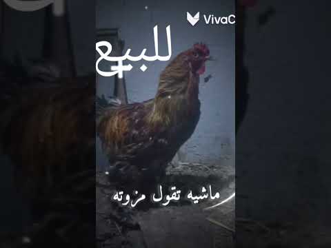 للبيع اي حد عايزه يقول لي حصري اكسبلور حملة توصيل القناة 100000مشترك ترند حمو تيك توك