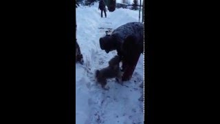 Буян тащит дрова в баню(, 2016-01-31T12:27:42.000Z)