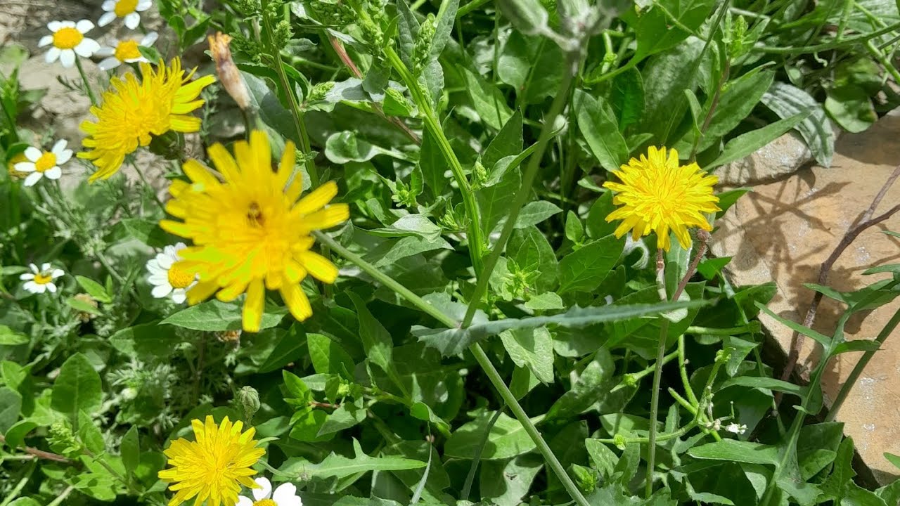 طريقة التعامل مع النحل الشرس