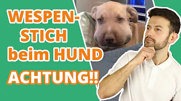 Was tun wenn Hund Biene verschluckt?