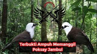 💯𝕾𝖚𝖆𝖗𝖆 𝖕𝖎𝖐𝖆𝖙 𝕻𝖔𝖐𝖘𝖆𝖞 𝖏𝖆𝖒𝖇𝖚𝖑 𝖕𝖚𝖙𝖎𝖍 𝖆𝖒𝖕𝖚𝖍‼️