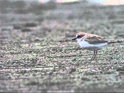 野鳥辞典 鳥の動画 キョロキョロしているかわいい鳥 シロチドリ Youtube