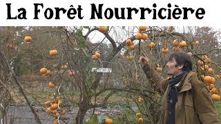 Franck Nathié : La Forêt Nourricière