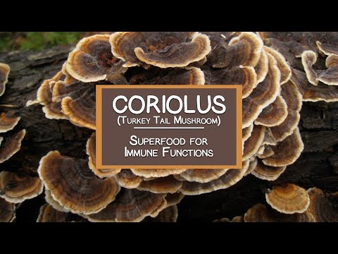 Coriolus (Turkey Tail Mushroom), A Potent Superfood for Immune Functions
