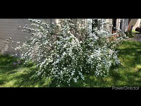 Video: Pag-aalaga Ng Spirea Bushes - Spirea Growing Conditions And Care