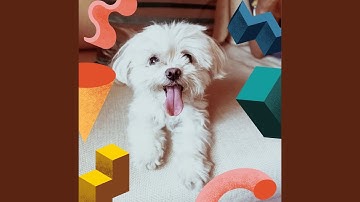 Pulsating Backdrops for Chill Dogs