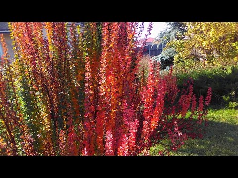 Video: Berberis 