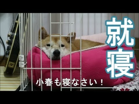 柴犬小春　【ASMR】眠気を誘う、はしゃぎ疲れた柴犬の寝息。就寝のお供動画(つ∀-)