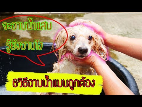 แชร์6วิธีอาบน้ำสุนัขให้สะอาด น้ำไม่เข้าหู ฉบับมือใหม่ l love dog