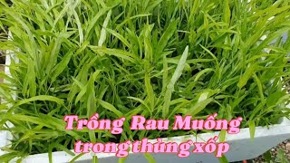 Trồng Rau Muống trong thùng xốp/Ở xứ lạnh ăn cả mùa hè không hết , thật đơn giản mà Hữu ích..