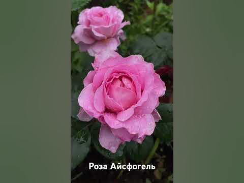 Роза Айсфогель / rose Eisvogel - YouTube