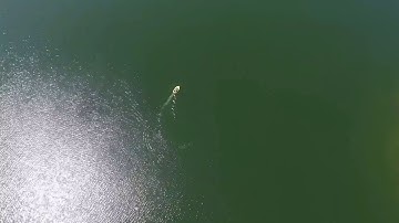 ASP (Autonomous Surface Platform) - Calypso 2