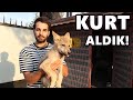 YAVRU KURT ALDIK 2 TANE! Kanada Kurdu - Dişi ve Erkek