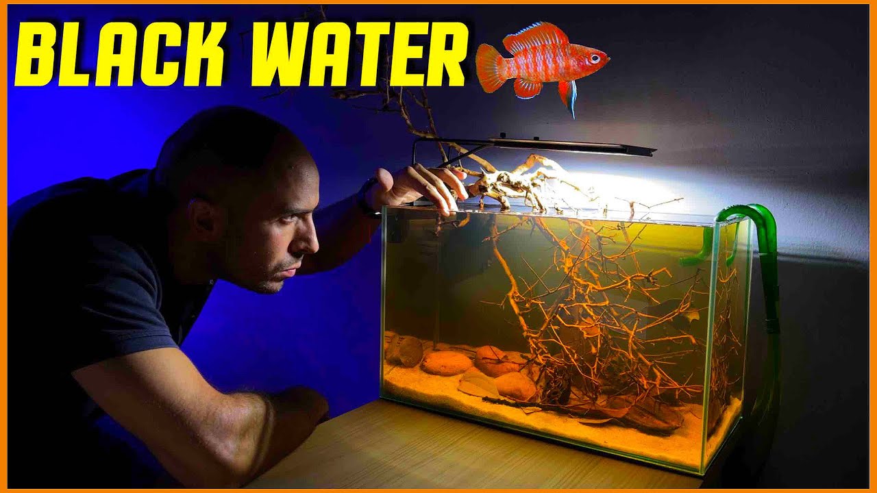 NUEVO ACUARIO DE AGUAS NEGRAS PARA BADIS BENGALENSIS