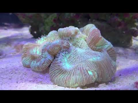 Jak odżywiają się koralowce mózgowe?