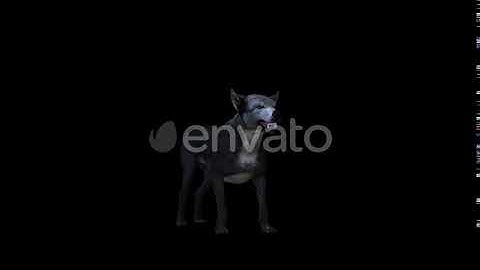 4K Wolf Idle | Motion Graphics - Envato elements