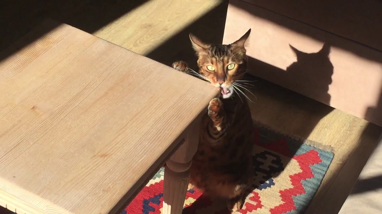 Тиграм недокладывают мяса - YouTube