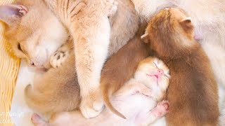 The little kitten sleeps soundly while its siblings compete to breastfeed.