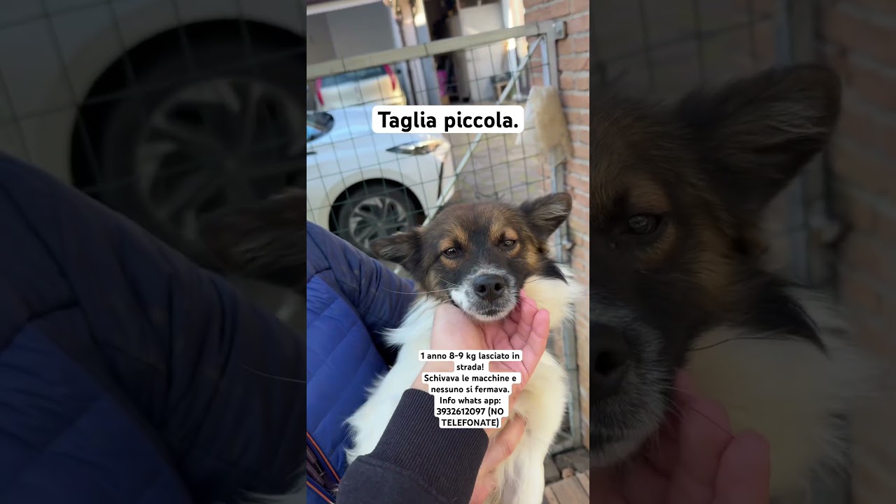 Whats app: 3932612097 