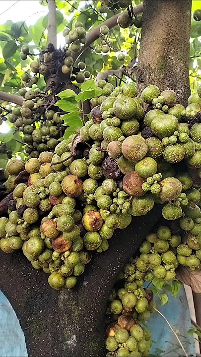 FigTree ,Fig Fruits #plants#homegarden#ytshorts