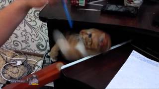 Подборка приколов с рыжими котами 2015, котейка Альф играется Подборка приколов с рыжими котами 2015, котейка Альф играется