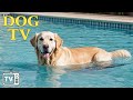 Musique pour chiens seuls tv pour chiens 24 heures sur 24 et traitement de lanxit de sparat