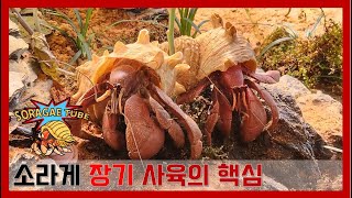 소라게 장기 사육의 핵심