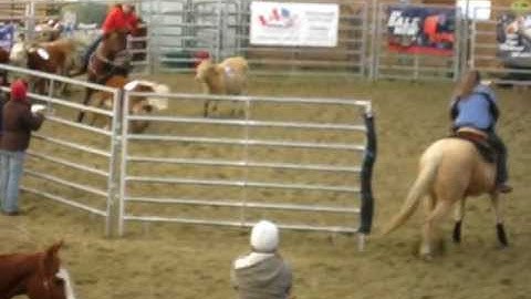 Ranch Sorting Run, Speed Team (Morgan Horse first time seeing cows)