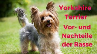 Yorkshire Terrier  die Vor und Nachteile.