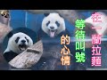 20211106 圓仔等門等到打哈欠，放食前探索環境打發時間 The Giant Panda Yuan Zai