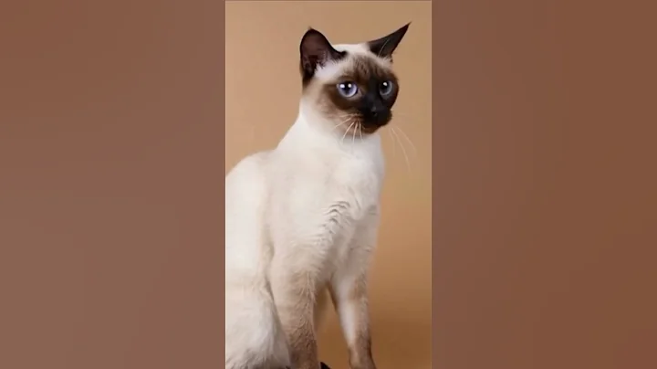 Video 11491491: adorable himalayan cat, cute himalayan cat, catlover himalayan, himalayan animal, cats cutecat catlover animals